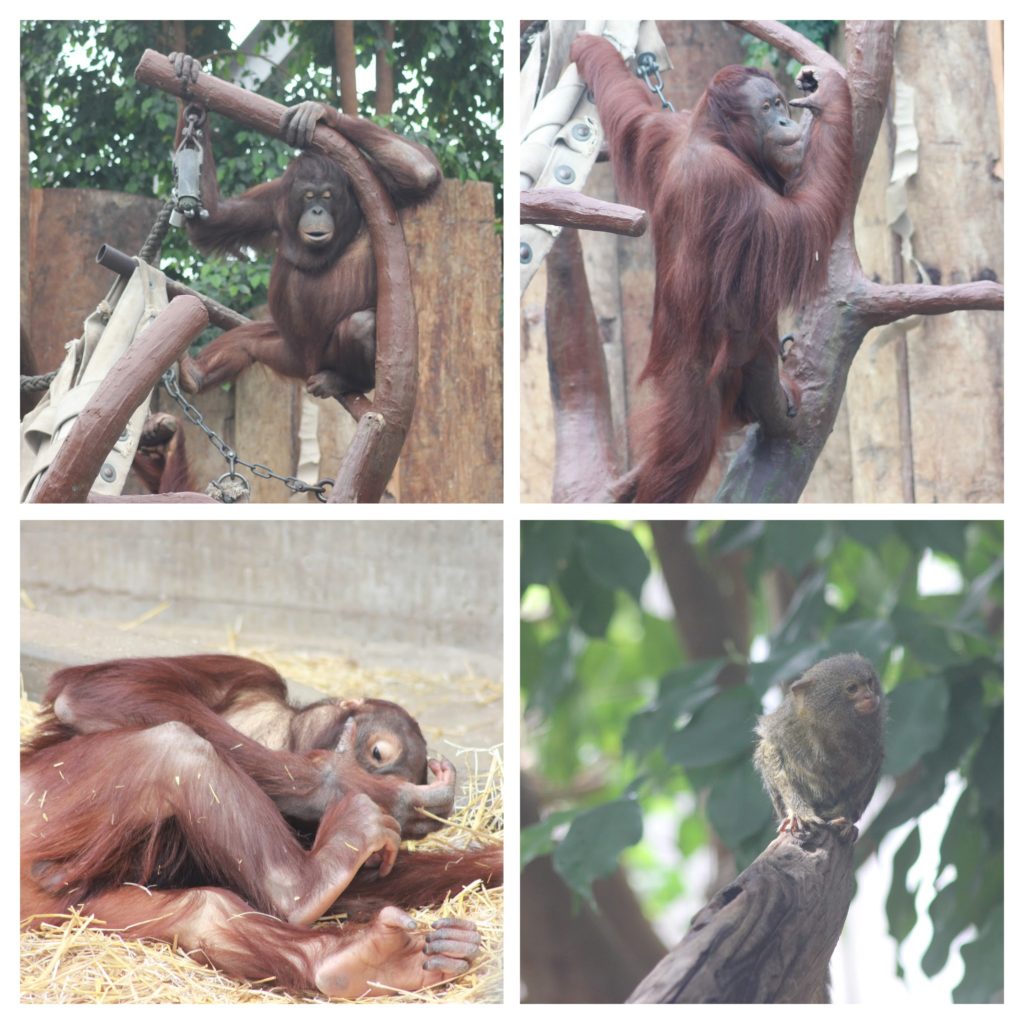 Collage Krefelder Zoo