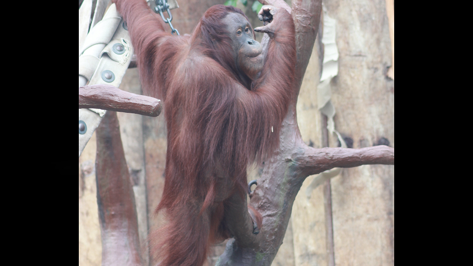 Zoo Krefeld – Spendenaufruf