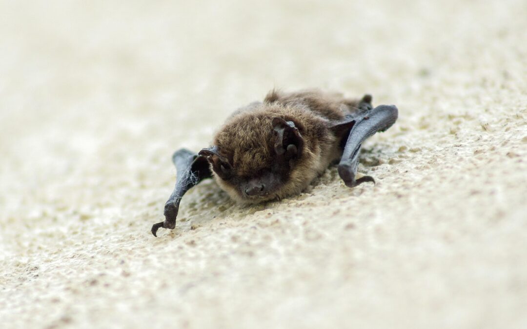 Einladung zur Schloß-Bat-Night – 05.09.2025 / 19.00 Uhr